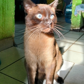 HERSHEY | Raza Siamés Punto Foca | Perdido