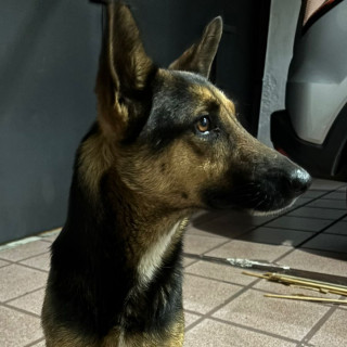  | Raza Mestiza, cruza de Pastor Alemán | Encontrada