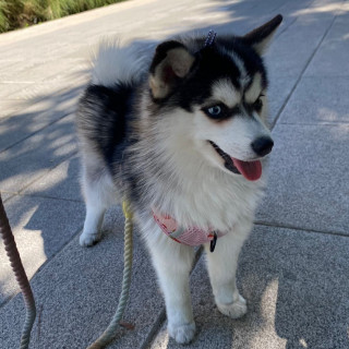 LULÚ | Raza Pomsky | Perdida