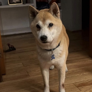 Foto de RAMBO