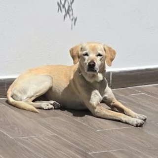 Foto de DAISY