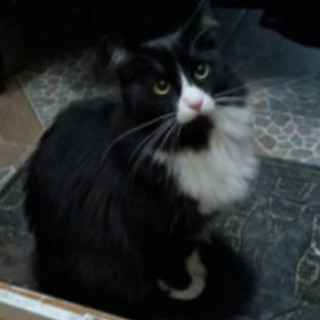 Foto de GIDEON