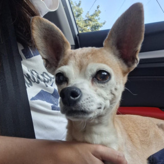  | Raza Chihuahua | Final Feliz