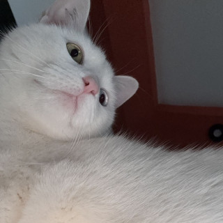 LUNA | Raza Khao Manee | Perdida