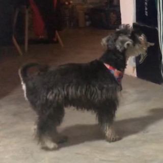 RAYO | Raza Schnauzer Miniatura  | Final Feliz