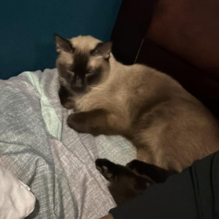 MAX | Raza Siamés Punto Foca | Perdido