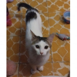 KITTY | Raza Doméstico Américano de Pelo Corto | Perdida