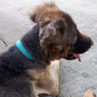 KUSKO | Raza Mestizo,  cruza de Pastor Alemán | En Adopción