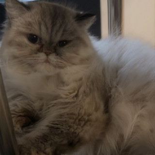 RAMONA | Raza Persa | Perdida