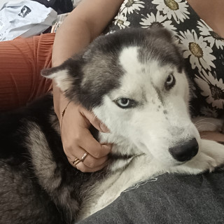 MAYA | Raza Husky Siberiano | Perdida
