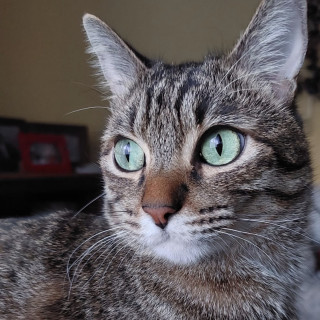 CHITO | Raza Doméstico Américano de Pelo Corto | Final Feliz