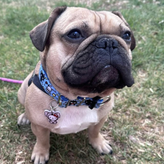 RIGO | Raza Mestizo, cruza de Bulldog Francés con Pug | Perdido