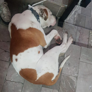  | Raza Mestizo, cruza de American Pitbull Terrier y American Bulldog | Encontrado