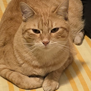 MANDARINO | Raza Doméstico Américano de Pelo Corto | Perdido