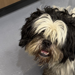 CANELO | Raza Shih Tzu  | Final Feliz