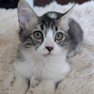 CARMELA | Raza Doméstico Americano de pelo semilargo | En Adopción