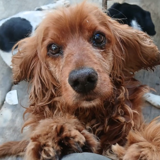 CARAMELO | Raza Cocker Spaniel | Perdido