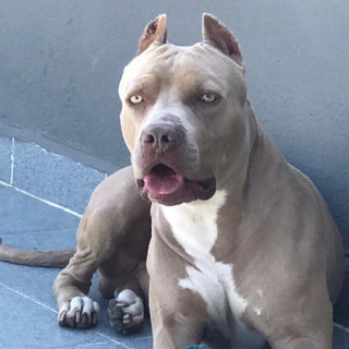 ZEUS | Raza American Pitbull Terrier | Perdido