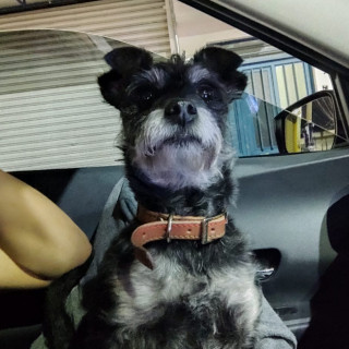 KIRA | Raza Mestiza, cruza de Schnauzer | Perdida