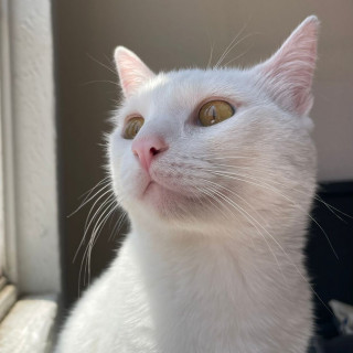  | Raza Khao Manee | Encontrado
