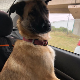 PATO | Raza Mestiza, cruza de Pastor Belga Malinois | Final Feliz