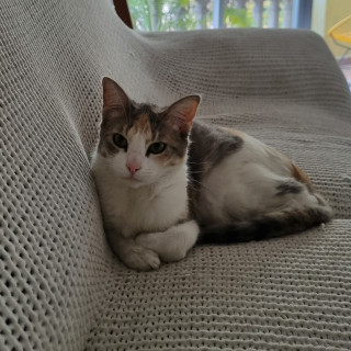 CATY | Raza Calicó Tricolor de Pelo Corto | Perdida