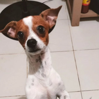 TEDDY | Raza Chihuahua | Final Feliz