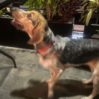  | Raza Beagle | Encontrada