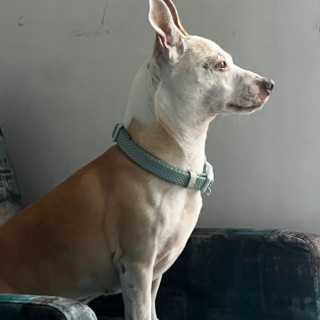 CHATO | Raza Mestizo | Perdido