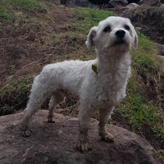 CLINT | Raza French Poodle o Caniche | Perdido