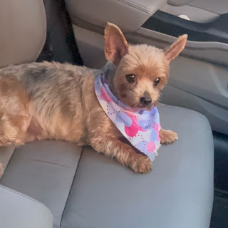 NINA | Raza Yorkshire Terrier (Yorkie) | Final Feliz
