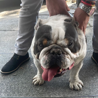  | Raza Bulldog Inglés  | Encontrado