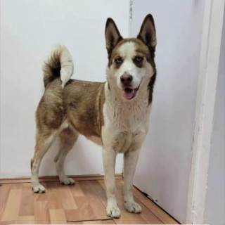  | Raza Husky Siberiano | Encontrada