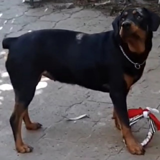 MATILDA | Raza Rottweiler | Final Feliz