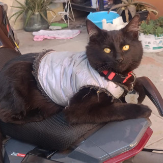 HAMBURGUESO | Raza Angora Turco Negro | Perdido