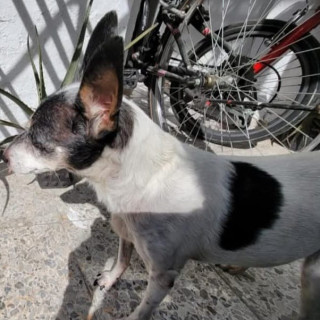 CHILI | Raza Mestiza, cruza de Fox Terrier | Final Feliz