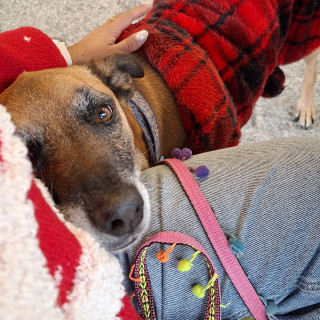 MAYA | Raza Mestiza | En Adopción