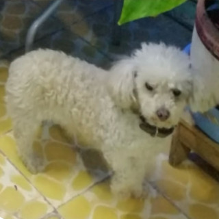 PETUNIA | Raza French Poodle o Caniche | Perdida