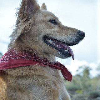 KALU | Raza Mestiza,  cruza de Golden Retriever con Border Collie | Final Feliz