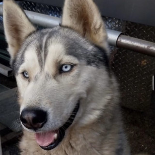 ROCKY | Raza Husky Siberiano | Perdido