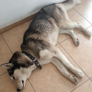  | Raza Husky Siberiano | Encontrado