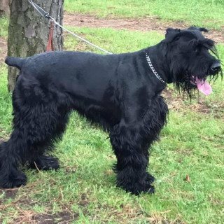 ROCKY | Raza Schnauzer Gigante | Final Feliz