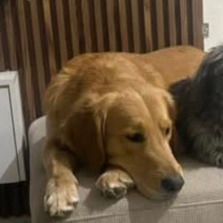 TOMMY | Raza Golden Retriever  | Perdido