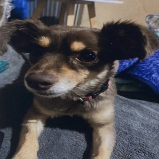 TIKA | Raza Chihuahua | Perdida