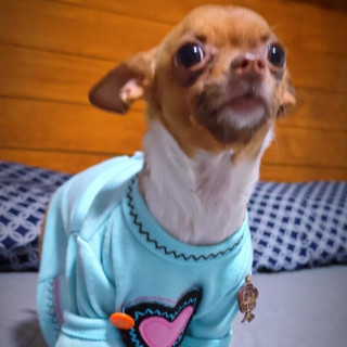 KALA | Raza Chihuahua | Perdida