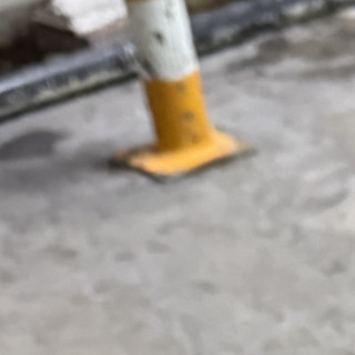  | Raza Schnauzer | Encontrada