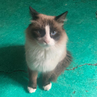 KITY | Raza Ragdoll | Final Feliz