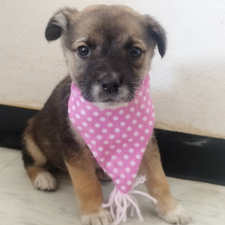 APRIL | Raza Mestiza | En Adopción