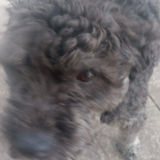  | Raza Mestiza, cruza de Schnauzer con Poodle,  (Schnoodle) | Encontrada