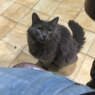 CHIMUELO | Raza Nebelung o Nibelungo | Perdido